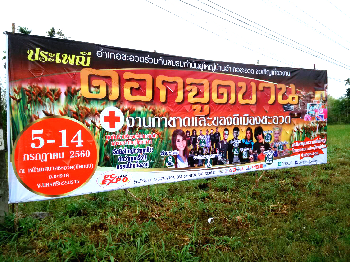 ดอกจูดบาน 2560